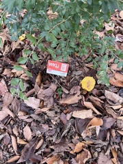 Ligustrum ovalifolium