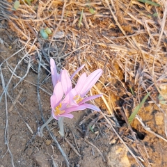 Colchicum