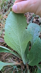 Verbascum nigrum