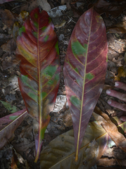 Barringtonia calyptrata