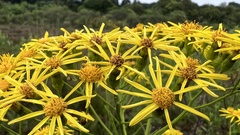Senecio brasiliensis