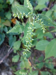 Achyranthes japonica