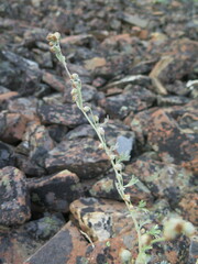 Artemisia alaskana