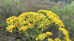 Senecio brasiliensis