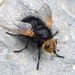 大黑寄蠅 - Photo 由 Mario Bassini 所上傳的 (c) Mario Bassini，保留部份權利CC BY