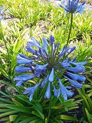 Agapanthus