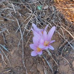 Colchicum