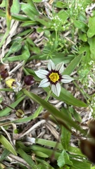 Sisyrinchium micranthum