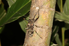 Acrocinus longimanus