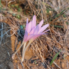 Colchicum
