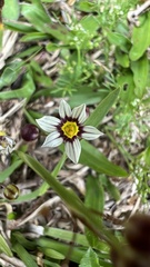 Sisyrinchium micranthum