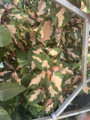 Graptophyllum