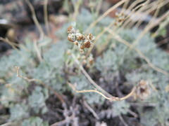 Artemisia alaskana