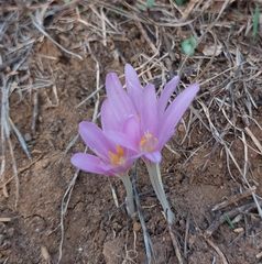 Colchicum