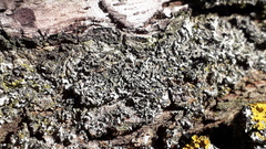 Phaeophyscia orbicularis