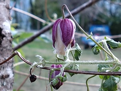 Clematis lasiandra