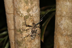 Acrocinus longimanus