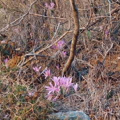 Colchicum