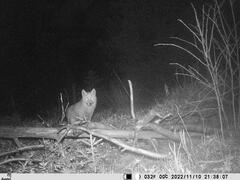 Vulpes vulpes vulpes