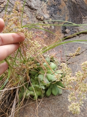 Crassula orbicularis