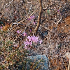 Colchicum