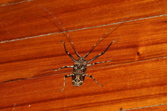 Acrocinus longimanus