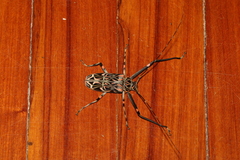 Acrocinus longimanus