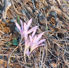 Colchicum