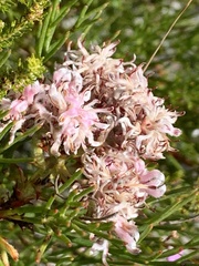 Serruria ascendens