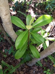 Ardisia