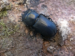 Dorcus parallelipipedus