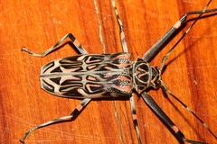 Acrocinus longimanus