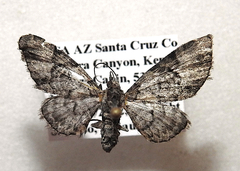 Eupithecia owenata