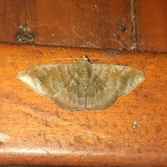 Sphacelodes vulneraria