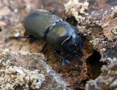 Dorcus parallelipipedus