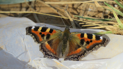 Aglais caschmirensis