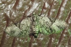 Eupithecia owenata