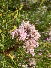 Serruria ascendens
