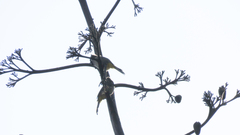 Pycnonotus leucogenys