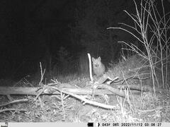 Vulpes vulpes vulpes