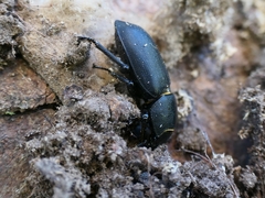 Dorcus parallelipipedus