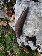 Limax cinereoniger