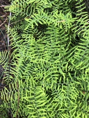 Gleichenia polypodioides