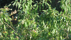 Aegithalos concinnus