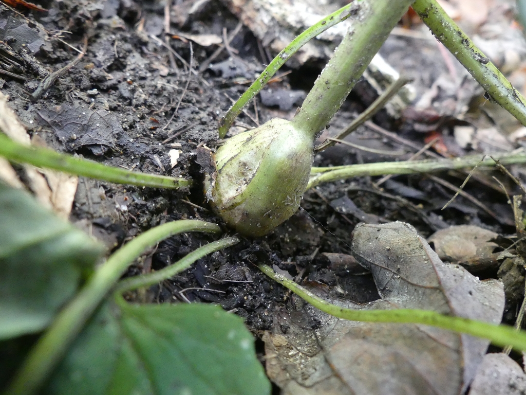 A Rattlesnake Root Stem Cluster Gall on a species of Nabalus