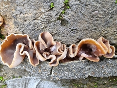 Peziza varia
