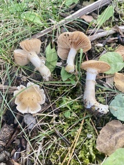 Hygrophorus