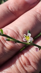 Polygonum aviculare