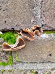 Peziza varia