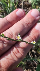 Polygonum aviculare